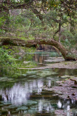 Stream 